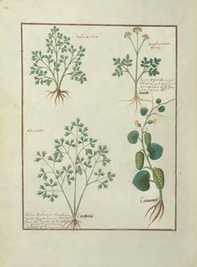Top Row: Sage and Bupleurum, illustration from The Book of Simple Medicines by Mattheaus Platearius by Robinet Testard